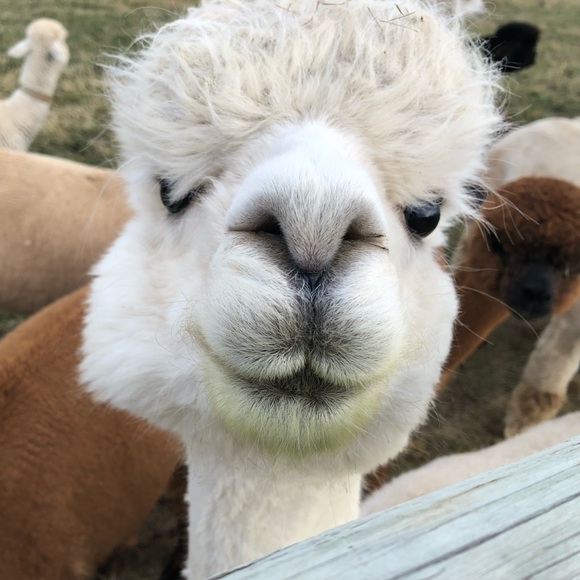 Meet your Posher, Kelly - Picture 4 of 5